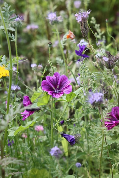 wilde Malve wilde Malve