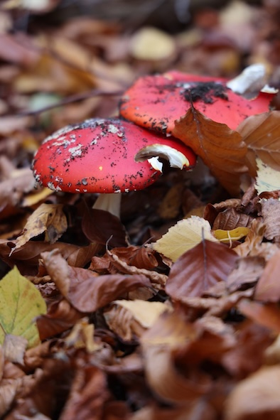 Der Hexenfreund Amarita Mascara