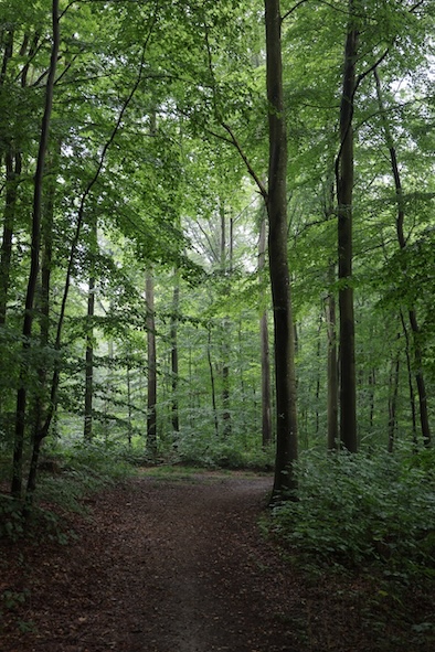 mein schöner Wald Wald
