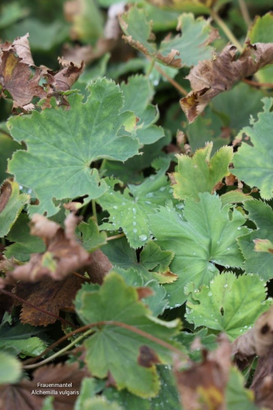 Gew&ouml;hnlicher Frauenmantel