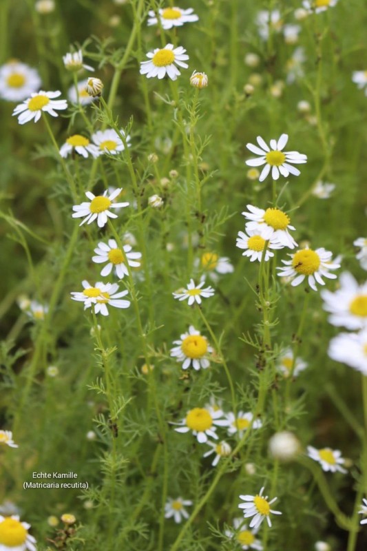 Echte Kamille
