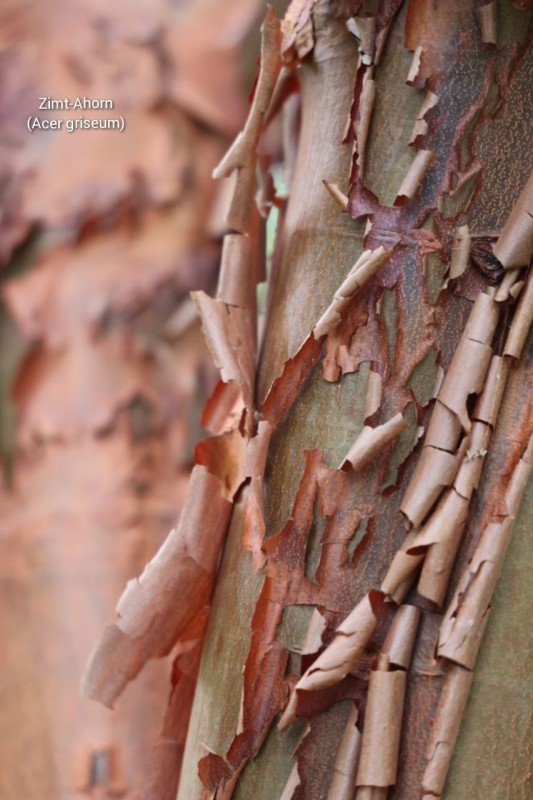 Adrettes Ziergeh&ouml;lz