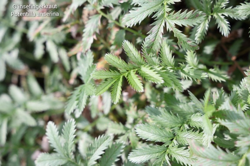 G&auml;nse-Fingerkraut