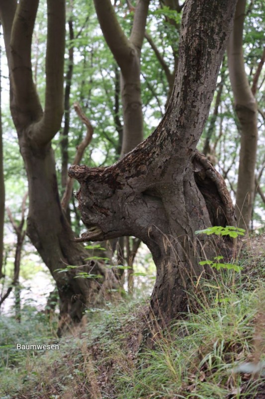 Baumwesen