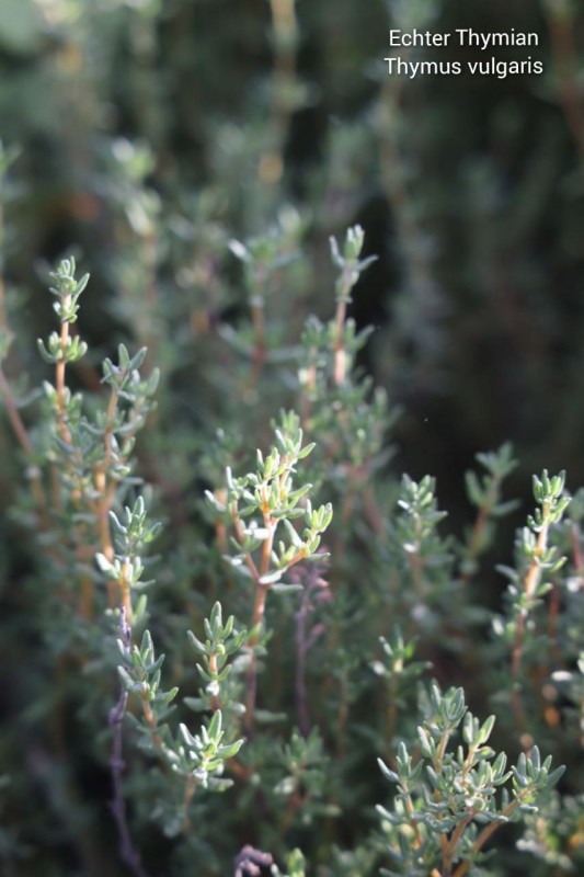 Echter Thymian