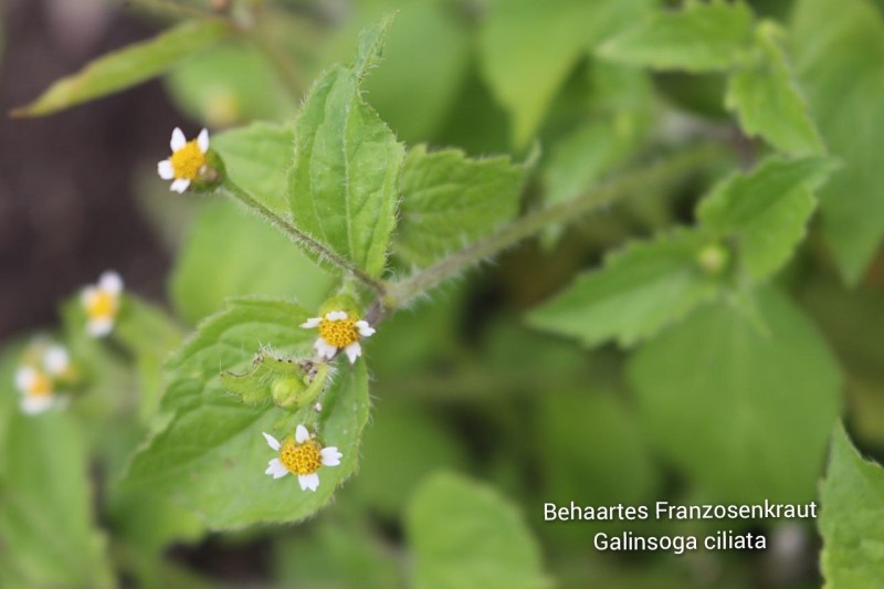 Behaartes Knopfkraut
