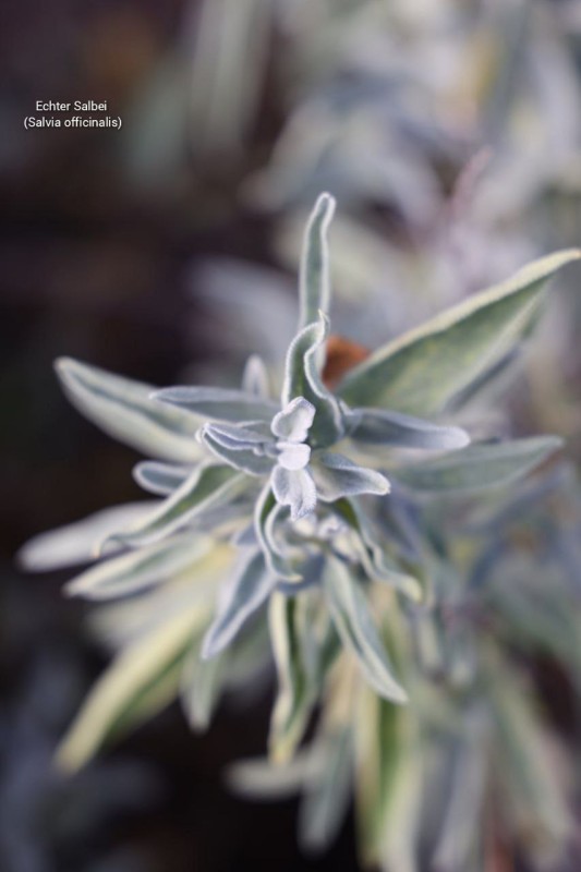 Echter Salbei