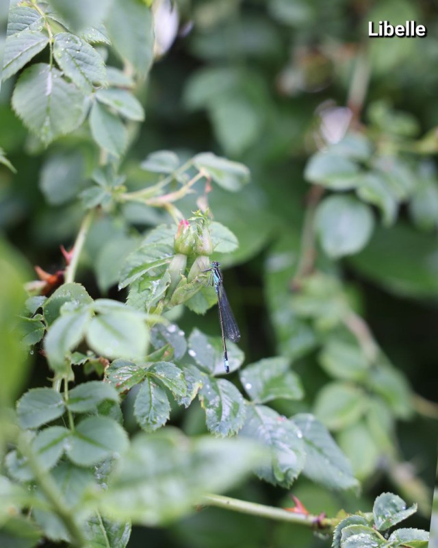 Libelle