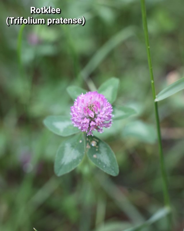 Rotklee