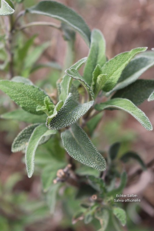 Echter Salbei